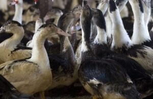 Gripe aviária: ordem de abate massivo dada na Alemanha
