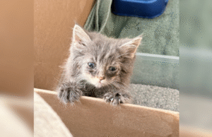 O casal resgata o gato da estrada – e então a sorte dela muda