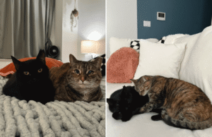 Um gato resgatado passou 2 anos em um abrigo – finalmente tendo uma segunda chance