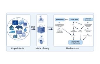 Céus poluídos, fertilidade comprometida: ameaças ocultas à reprodução masculina
