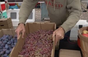 Frutas sempre frescas no Byrd Family Orchards