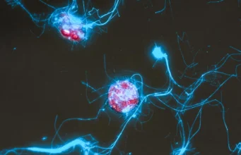 Açúcar brilhante mostra como os micróbios consomem carbono oceânico