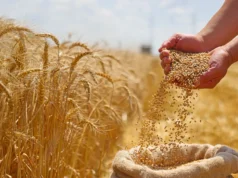 Antigos agricultores criaram acidentalmente trigo “guerreiro” agressivo