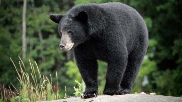 wild-black-bear-standing-on-rock.jpg
