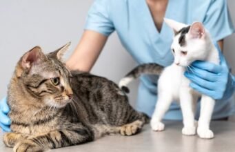 A gigante veterinária CVS reinicia oferta de aquisição no Reino Unido após subida da CMA