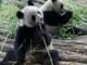 França diz ‘boa viagem’ a dois pandas gigantes que retornam à China