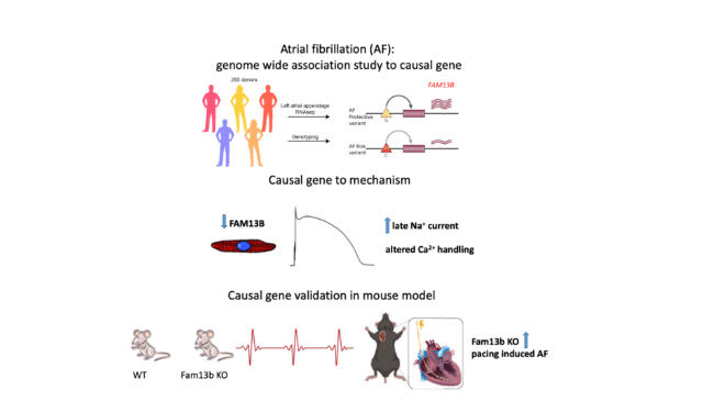 Decreased-FAM13B-Expression-Increases-Atrial-Fibrillation-Susceptibility-by-Regulating-Sodium-Curren.png