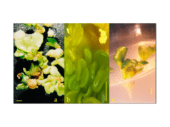 Nova linha de cítricos Nagpur sem sementes para fortalecer a indústria cítrica