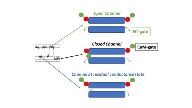 Gap-Junction-Channel-Regulation-A-Tale-of-Two-GatesE28094Voltage-Sensitivity-of-the-Chemical-Gate.jpeg