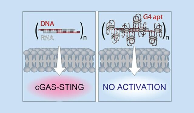 Immunostimulation-of-Fibrous-Nucleic-Acid-Nanoparticles-Can-be-Modulated-through-Aptamer-Based-Funct.jpeg