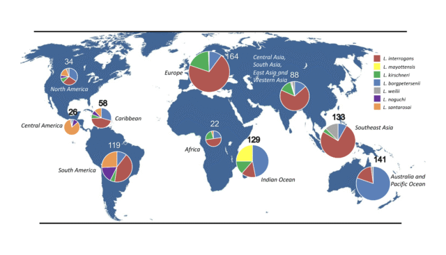 Phylogenomics-of-Leptospira-santarosai-a-prevalent-pathogenic-species-in-the-Americas3.png