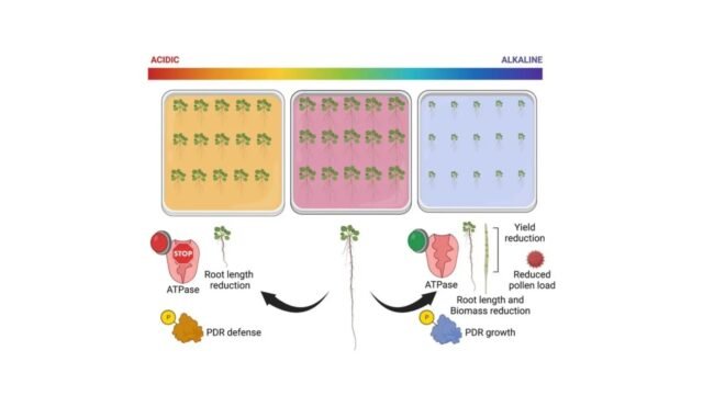 Protein-Phosphorylation-Orchestrates-Acclimations-of-Arabidopsis-Plants-to-Enviromental-pH-WS.webp.jpeg