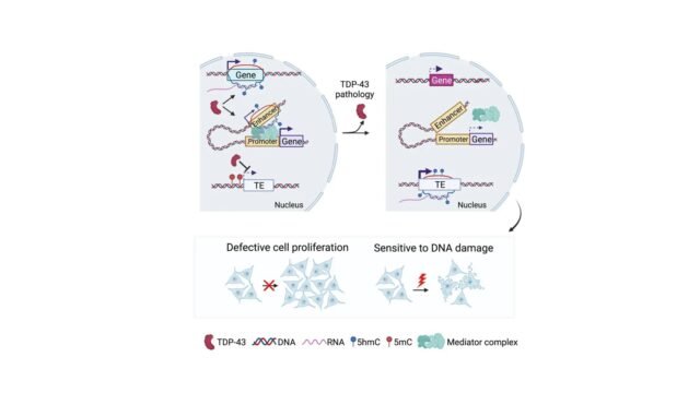 TDP-43-chronic-deficiency-leads-to-dysregulation-of-transposable-elements-and-gene-expression-by-aff.jpeg