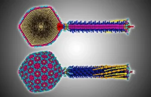 Um pequeno vírus antigo revela segredos que podem ajudar a combater superbactérias
