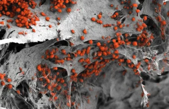 Cientistas criam “fábrica de sangue” humana em miniatura verdadeiramente eficaz