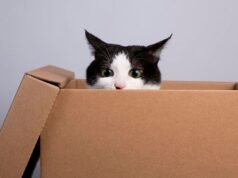 Por que os gatos gostam de entrar em caixas? A ciência explica esse comportamento interessante