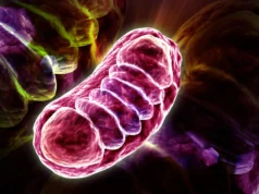 Cientistas desvendam o mistério da molécula de vitamina B5 que alimenta as células