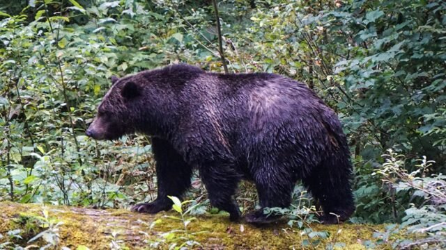 grizzly-in-british-columbia.jpg