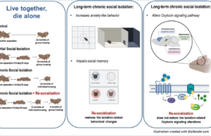 A ressocialização é a chave para a ansiedade crônica induzida pelo isolamento social e o comprometimento da memória social