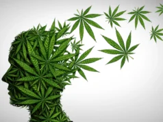 Estudo sobre maconha descobre que THC pode criar falsas memórias