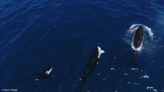 orcas-hunting-white-sharks.webp.webp