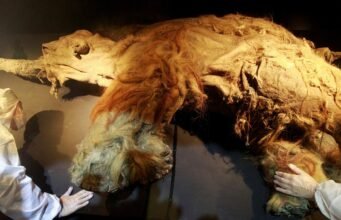 Mamutes peludos um passo mais perto da ‘extinção’ após descoberta de RNA de carcaças de 39.000 anos presas no permafrost