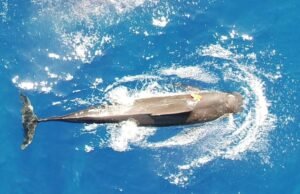 Os cientistas queriam saber quanta lula as baleias-piloto comem todos os dias. O que eles descobriram foi surpreendente