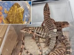 Homem israelense foi pego no aeroporto de Tel Aviv por supostamente tentar contrabandear cerca de 200 animais exóticos no valor de milhares em sua bagagem: fotos