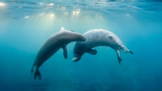 two-adult-hawaiian-monk-seals.webp.webp