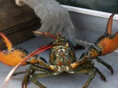 $ 400.000 em lagostas vivas foram roubadas antes de chegar à Costco