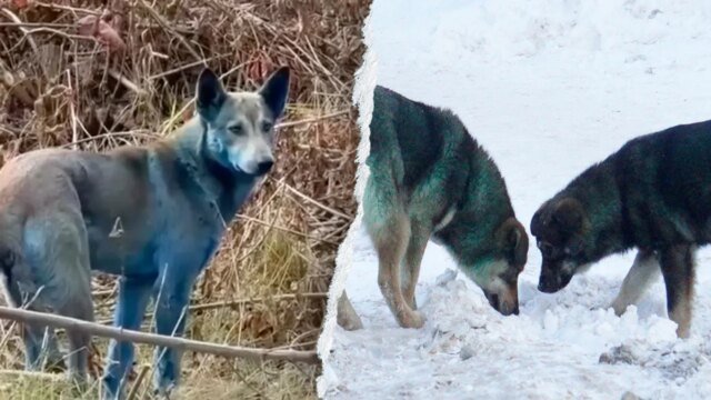 blue-dogs-of-chernobyl.jpg