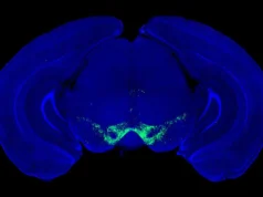 A descoberta da doença de Parkinson muda o que sabemos sobre a dopamina
