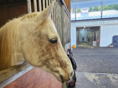 Comunidade ajuda Eagle Creek Riding School a realocar 21 cavalos após enchentes