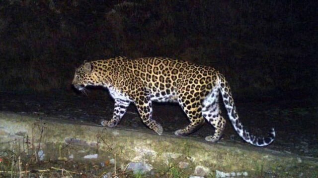 leopard-file-photo-.jpg