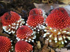 Pesquisadores descobrem como as plantas sobrevivem sem luz solar ou sexo