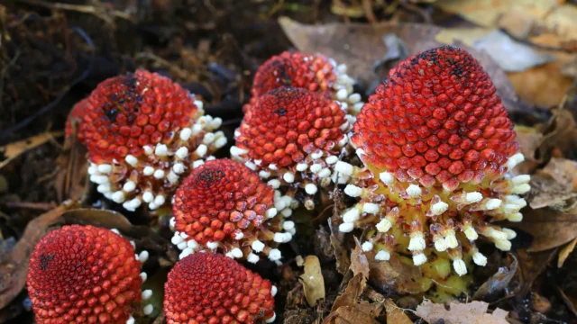 male-stem-nutmeg-tree-balanophoraceae.webp.webp
