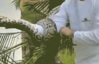 Uma píton de quase dois metros foi encontrada escondida em uma palmeira perto da casa de Miami no Natal