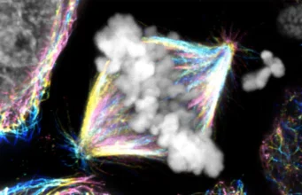 Um mecanismo oculto muda nossa compreensão da divisão celular