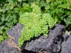 Uma maravilha de vinhos nascidos das Cinzas Vida e Estilo El Intransigente