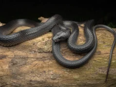 Uma misteriosa cobra negra que se escondeu durante séculos agora leva o nome de Steve Irwin