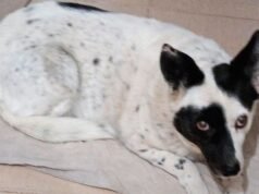 Um pompom foi perdido durante a tempestade no bairro de René Favaloro