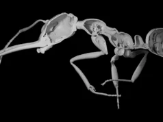 Por que a evolução recompensa as formigas que sacrificam a conservação