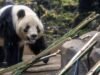 Em Tóquio, fãs se despedem dos dois pandas do Japão que retornam à China