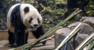 Em Tóquio, fãs se despedem dos dois pandas do Japão que retornam à China