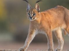 Dois gatos foram atirados vivos de uma varanda em França