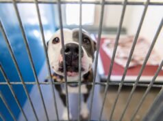 Cão de resgate surdo deixado em abrigo para matar, chora enquanto a vida muda