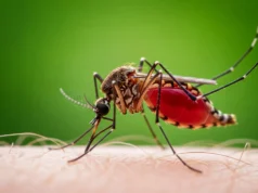 Cientistas descobrem minúsculo motor de foguete dentro do parasita da malária