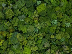 Quarenta anos de dados florestais revelam mudanças na Amazônia