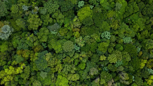 aerial-view-of-amazon-rainforest-canopy.webp.webp