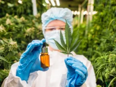 Não jogue fora a folha de cannabis: cientistas descobrem composto raro com potencial médico
